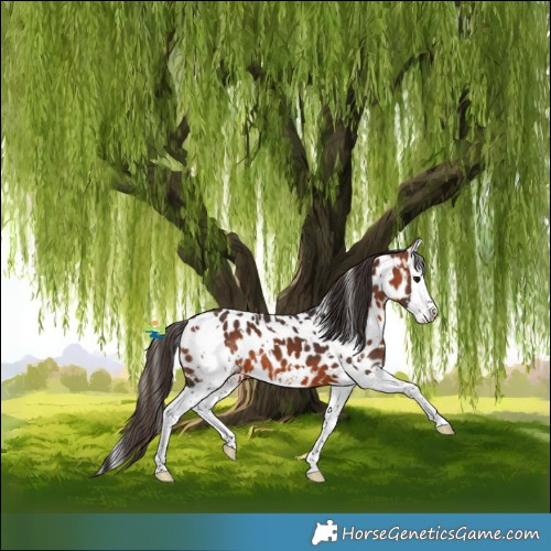 Horse Color:White Spotted Bay Splash Appaloosa 