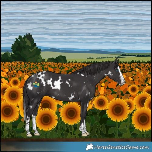 Horse Color:White Spotted Smoky Black Splash 