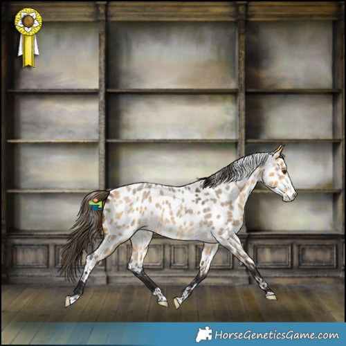 Horse Color:Buckskin Roan Dun Splash Near Leopard 