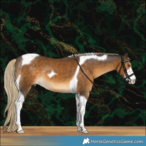 Horse Color:White Spotted Chocolate Palomino Tobiano 
