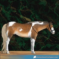 Horse Color:White Spotted Chocolate Palomino Tobiano 