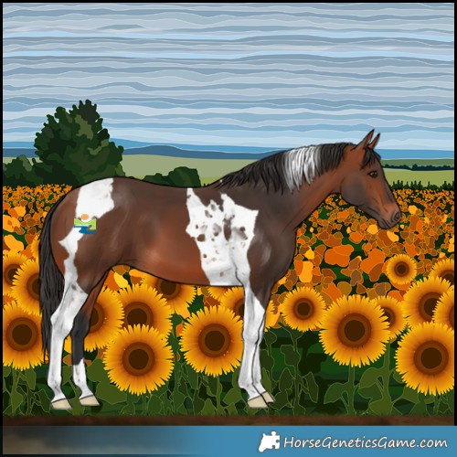 Horse Color:Bay Tobiano 