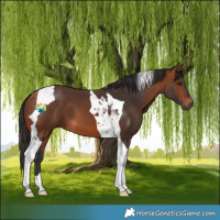 Horse Color:Bay Tobiano