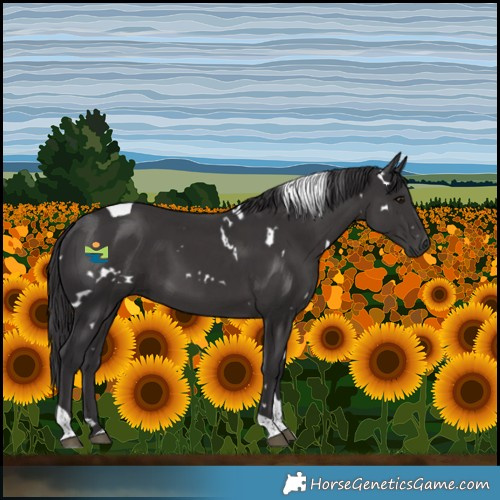 Horse Color:White Spotted Smoky Black Tobiano 