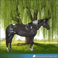 Horse Color:White Spotted Smoky Black Tobiano