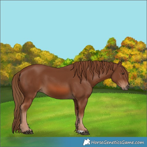 Horse Color:Chestnut 