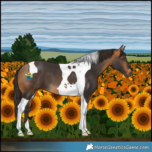 Horse Color:Buckskin Tobiano 