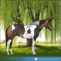 Horse Color:Buckskin Tobiano 