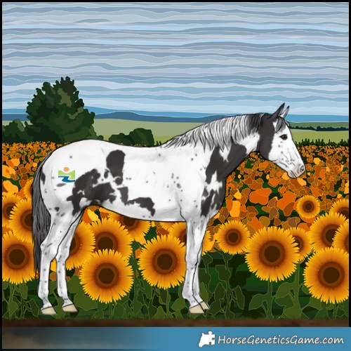Horse Color:White Spotted Smoky Black Splash Tobiano 