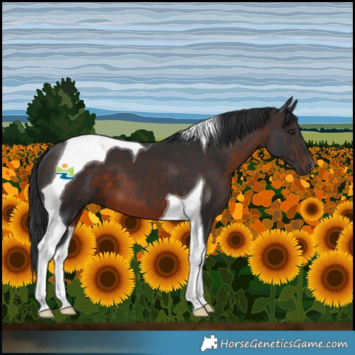 Horse Color:Brown Tobiano 