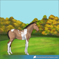 Horse Color:Bay Dun Tobiano 