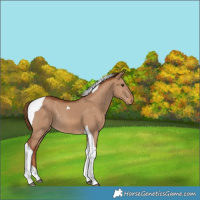 Horse Color:Red Dun Tobiano Varnish Rabicano 