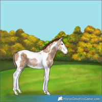 Horse Color:Red Dun Ice Splash Tobiano Rabicano 