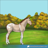 Horse Color:Red Dun Tobiano Blanket Rabicano 
