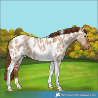 Horse Color:Red Dun Tobiano Appaloosa Rabicano