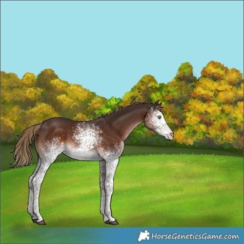 Horse Color:White Spotted Liver Chestnut Rabicano