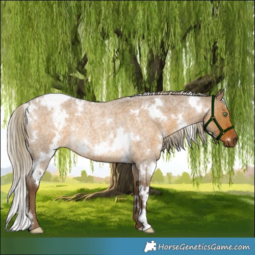 Horse Color:White Spotted Chocolate Palomino Roan Dun Rabicano 