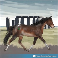 Horse Color:White Spotted Liver Chestnut Tobiano 