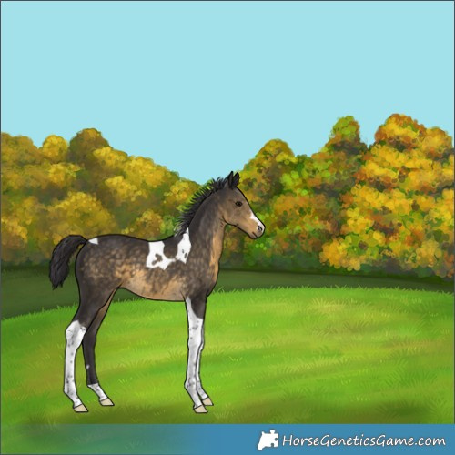 Horse Color:Buckskin Tobiano 