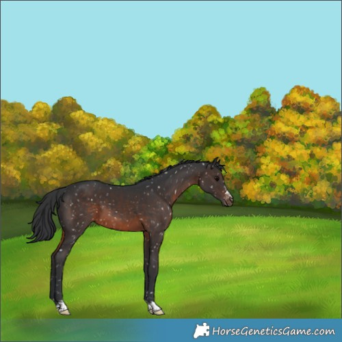 Horse Color:Brown Snowflake Varnish 