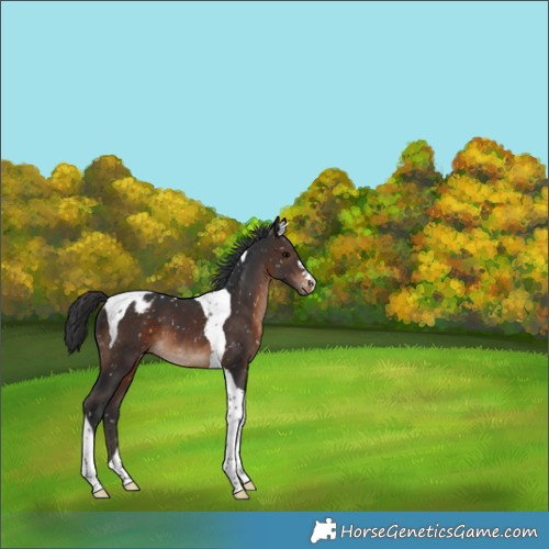 Horse Color:Brown Tobiano Appaloosa