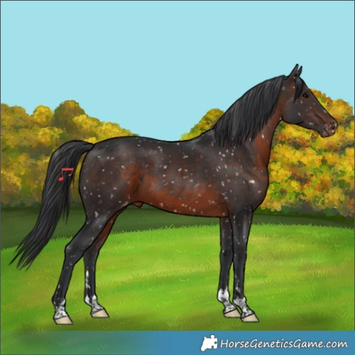 Horse Color:Brown Appaloosa 