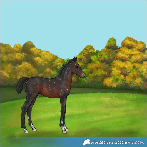Horse Color:Brown Appaloosa 