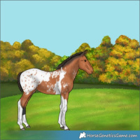 Horse Color:Bay Tobiano Blanket