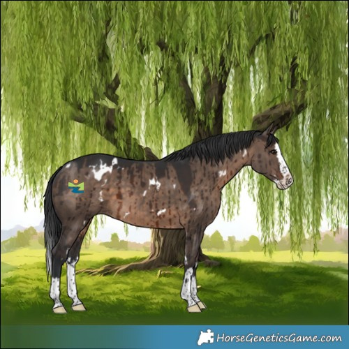 Horse Color:White Spotted Brown Dun Splash Brindle