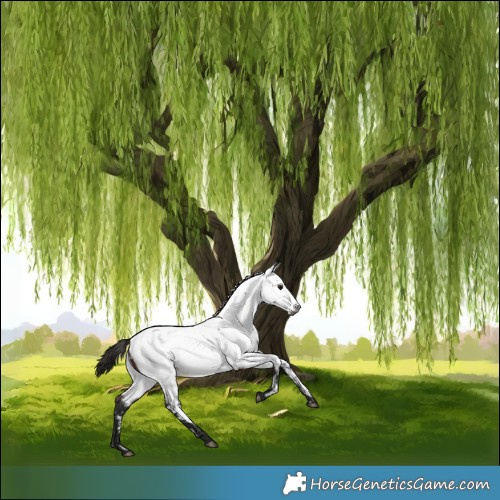 Horse Color:Gray White Spotted Bay Roan Appaloosa 