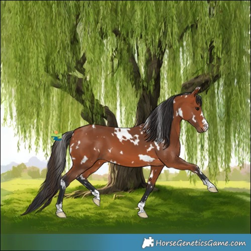 Horse Color:White Spotted Bay