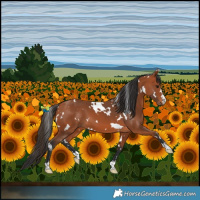 Horse Color:White Spotted Bay 