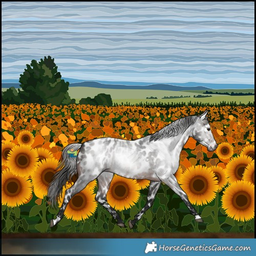 Horse Color:Gray White Spotted Brown Roan Near Leopard 