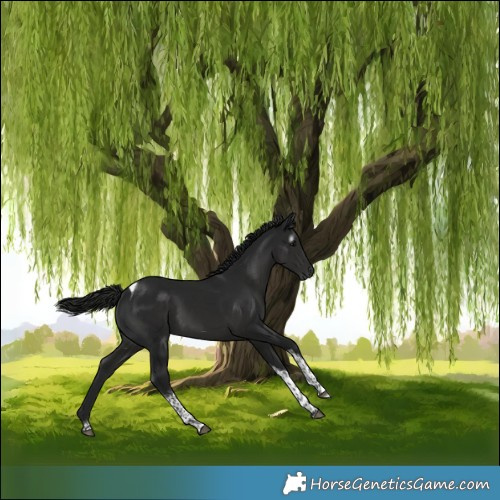 Horse Color:Gray Black Tobiano