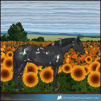 Horse Color:White Spotted Black 