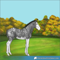 Horse Color:Black Ice Splash 
