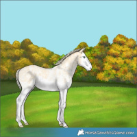 Horse Color:Gold Cream Champagne Ice Dun Sabino Splash