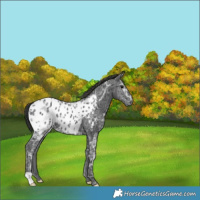 Horse Color:Black Ice Blanket Rabicano 
