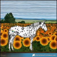Horse Color:Black Splash Tobiano Leopard