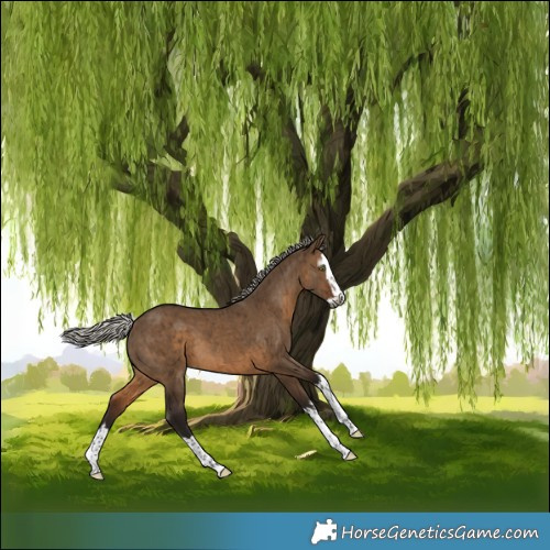 Horse Color:Gray Silver Brown Dun Splash Brindle 