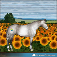 Horse Color:Gray Silver Brown Dun Brindle