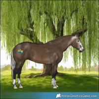 Horse Color:Gray Silver Brown Dun Brindle