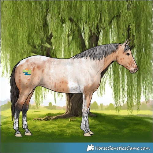 Horse Color:Powder White Bay Dun Tobiano Brindle 