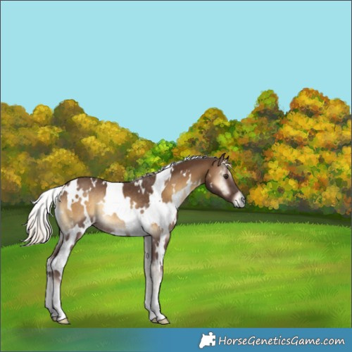 Horse Color:White Spotted Chocolate Palomino Onyx Rabicano 