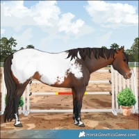 Horse Color:Bay Appaloosa 