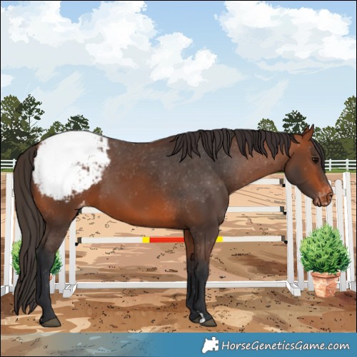 Horse Color:Bay Snowcap 