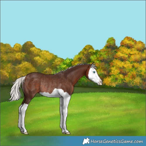 Horse Color:Silver Brown Splash Rabicano