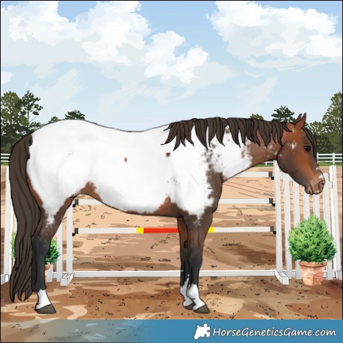 Horse Color:Bay Appaloosa 