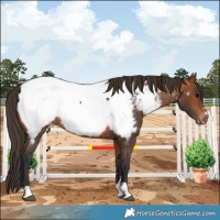 Horse Color:Bay Appaloosa 