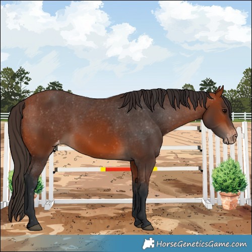 Horse Color:Bay Appaloosa 